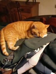 Lost Male Cat last seen Southern Acres Subdivision off Denver School Road behind Michelin Tire Plant, Sandy Springs, Anderson County, SC 29625