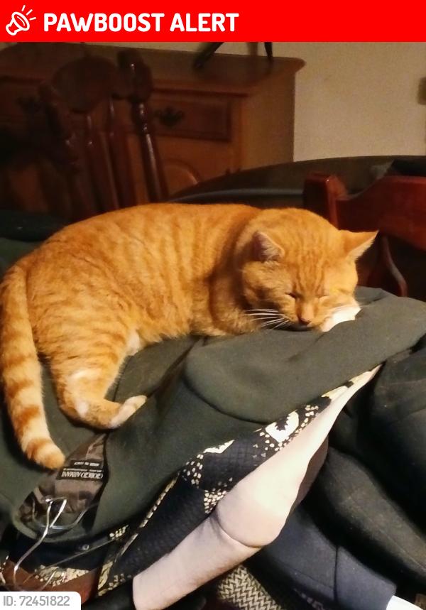 Lost Male Cat last seen Southern Acres Subdivision off Denver School Road behind Michelin Tire Plant, Sandy Springs, Anderson County, SC 29625