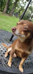 Lost Male Dog last seen 96th Street and etowah, Slaughterville, OK 73068