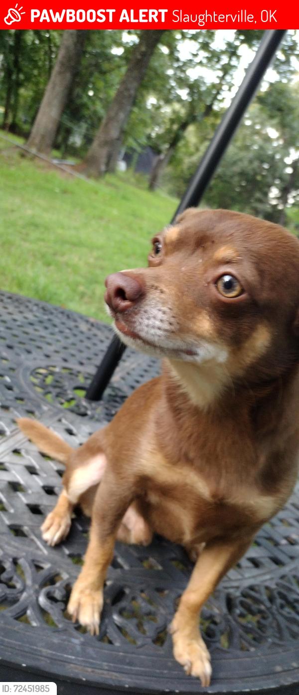Lost Male Dog last seen 96th Street and etowah, Slaughterville, OK 73068