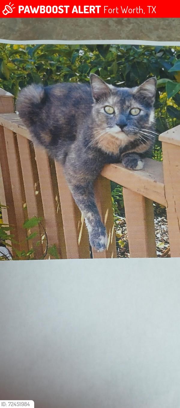 Lost Female Cat last seen Iron Horse Dr. & Browning Dr., Fort Worth, TX 76148