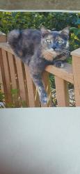 Lost Female Cat last seen Iron Horse Dr. & Browning Dr., Fort Worth, TX 76148