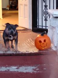 Lost Female Dog last seen Holiday apt, Kansas City, MO 64105