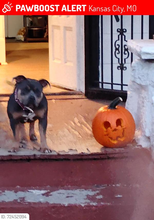 Lost Female Dog last seen Holiday apt, Kansas City, MO 64105