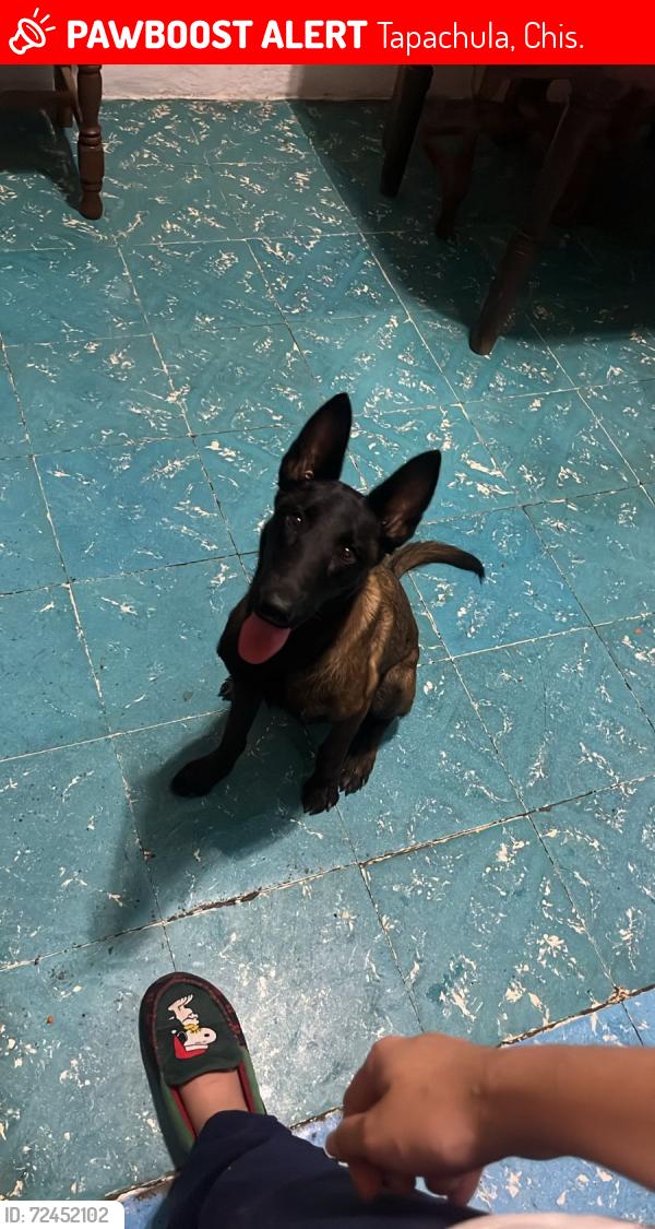 Lost Female Dog last seen Col. Insurgentes , Tapachula, Chis. 30769