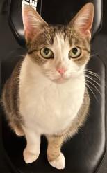 Lost Female Cat last seen 9th Ave and east county line road, Longmont, CO 80504