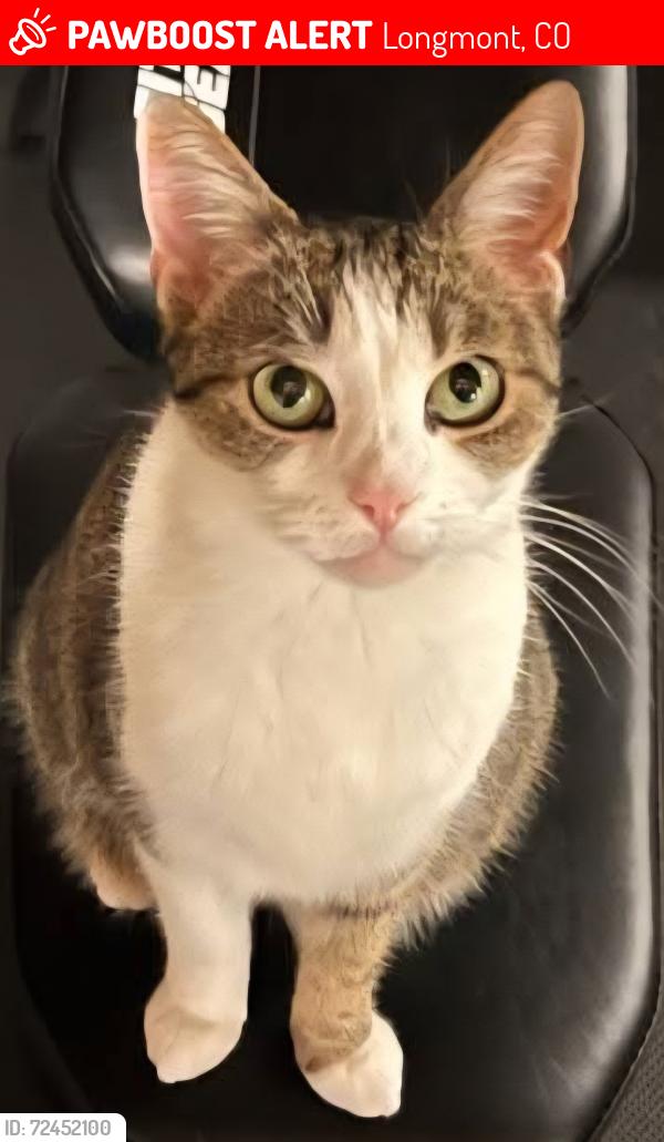 Lost Female Cat last seen 9th Ave and east county line road, Longmont, CO 80504