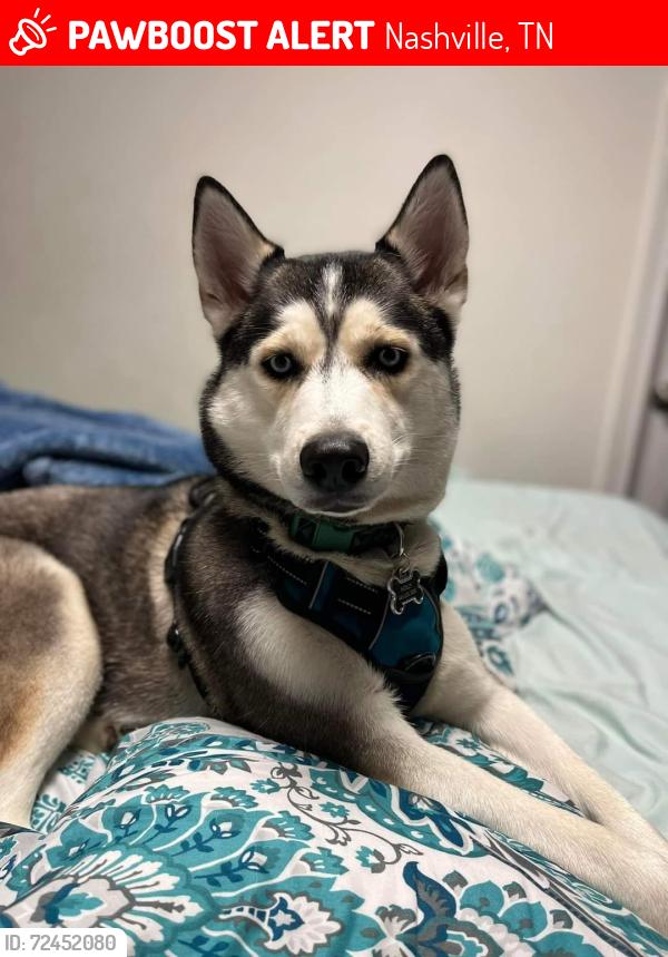 Lost Female Dog last seen Chestnut Hill, Nashville TN , Nashville, TN 37210