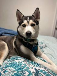 Lost Female Dog last seen Chestnut Hill, Nashville TN , Nashville, TN 37210