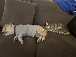 Lost Female Cat last seen 32nd and Progress, Veradale, WA 99037
