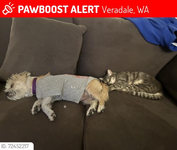 Lost Female Cat last seen 32nd and Progress, Veradale, WA 99037