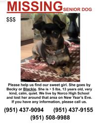 Lost Female Dog last seen Norco High School , Norco, CA 92860