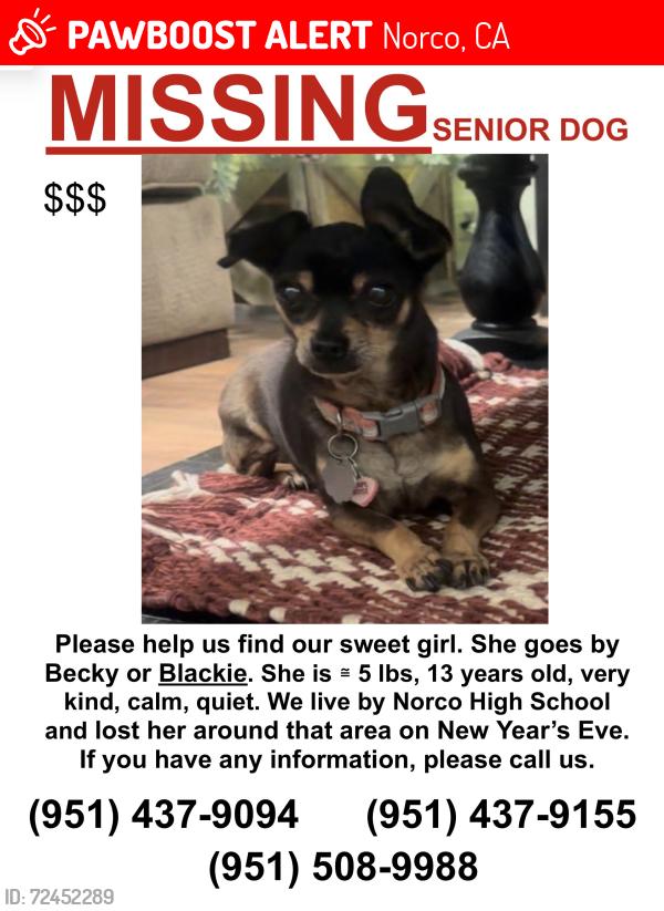 Lost Female Dog last seen Norco High School , Norco, CA 92860