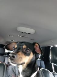 Lost Male Dog last seen North Chester  Ferguson ave , Bakersfield, CA 93308