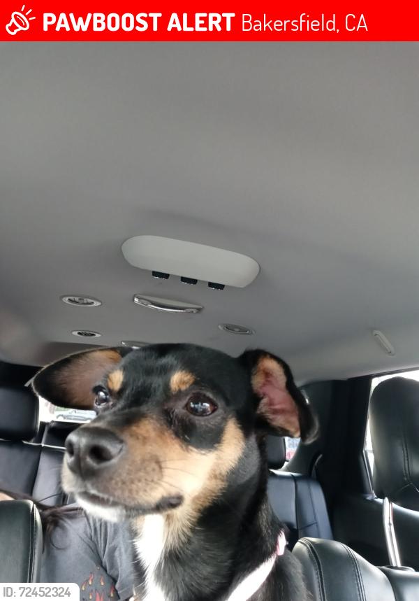 Lost Male Dog last seen North Chester  Ferguson ave , Bakersfield, CA 93308
