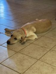 Lost Male Dog last seen Old Corpus Christi Rd & Streich Rd, Elmendorf, TX 78112
