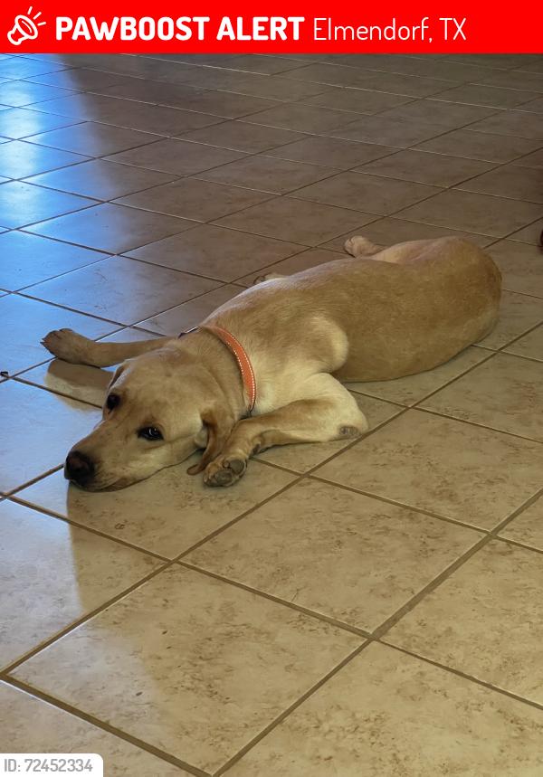 Lost Male Dog last seen Old Corpus Christi Rd & Streich Rd, Elmendorf, TX 78112