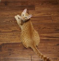 Lost Male Cat last seen Near Edinburgh Dr.  Cross streets Cumberland/Anawood, Westminster, CA 92683