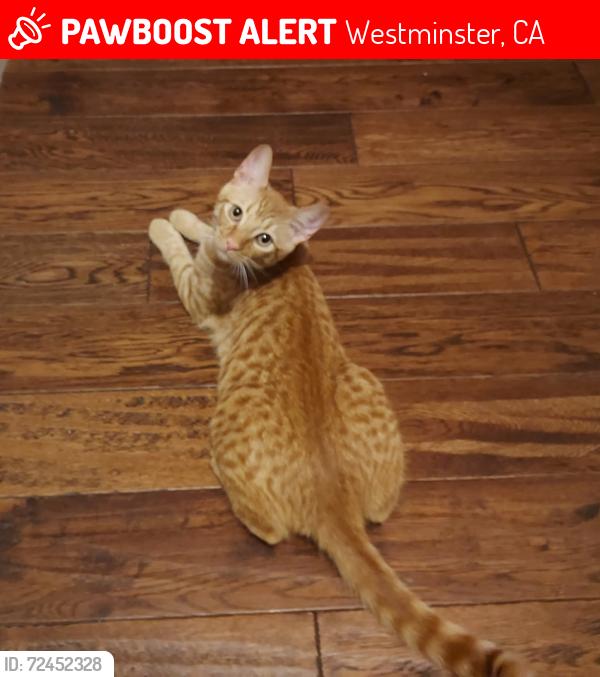 Lost Male Cat last seen Near Edinburgh Dr.  Cross streets Cumberland/Anawood, Westminster, CA 92683