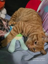 Lost Male Cat last seen Mount pleasant , Port Angeles East, WA 98362