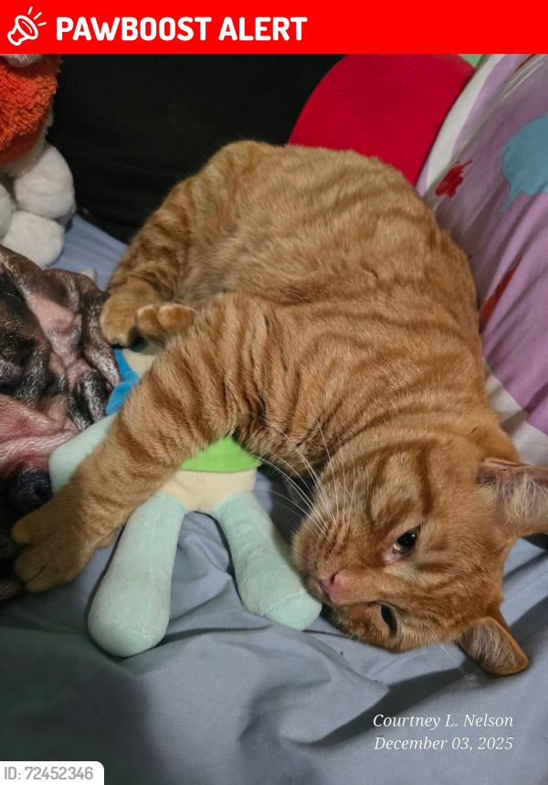 Lost Male Cat last seen Mount pleasant , Port Angeles East, WA 98362
