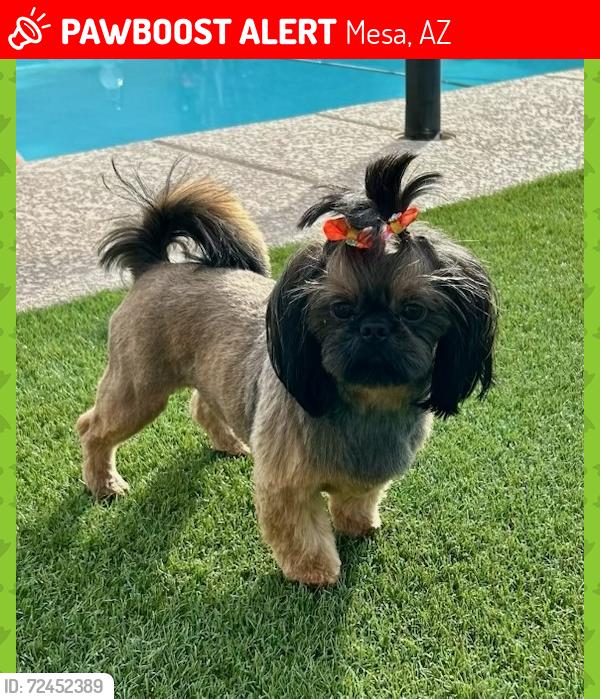 Lost Female Dog last seen Eastmark Neighborhood (Ellsworth & Ray/Warner), Mesa, AZ 85212