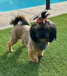 Lost Female Dog last seen Eastmark Neighborhood (Ellsworth & Ray/Warner), Mesa, AZ 85212