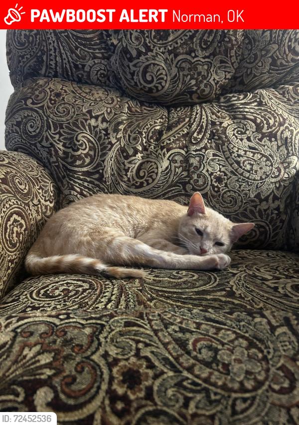 Lost Female Cat last seen 96th Ave NE and Arrowhead Drive, Norman, OK, Norman, OK 73026