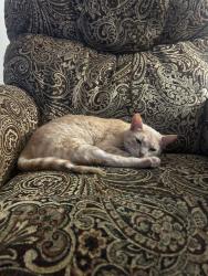 Lost Female Cat last seen 96th Ave NE and Arrowhead Drive, Norman, OK, Norman, OK 73026