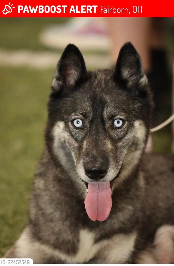 Lost Female Dog last seen McCurdy Court & Warm springs , Fairborn, OH 45324