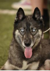 Lost Female Dog last seen McCurdy Court & Warm springs , Fairborn, OH 45324
