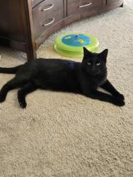 Lost Male Cat last seen Cole, Riverside, CA 92508