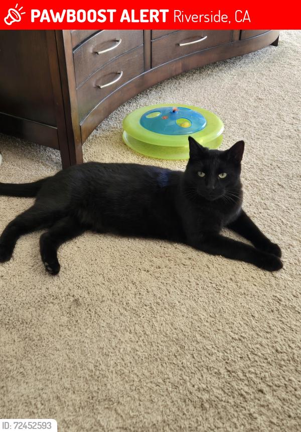 Lost Male Cat last seen Cole, Riverside, CA 92508