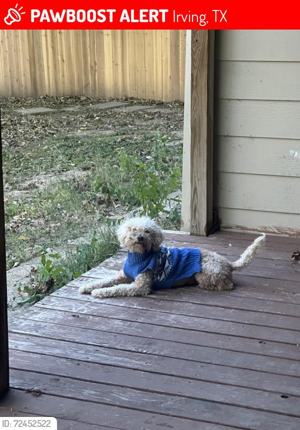 Lost Male Dog last seen Pritchett dr, Irving, TX 75061