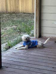 Lost Male Dog last seen Pritchett dr, Irving, TX 75061