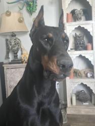 Lost Female Dog last seen 35th ave and greenway, Phoenix, AZ 85053