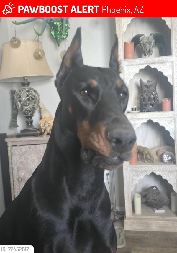 Lost Female Dog last seen 35th ave and greenway, Phoenix, AZ 85053