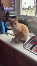 Lost Male Cat last seen Near York Street, running through the backyard , Kingston, ON K7K 1R1