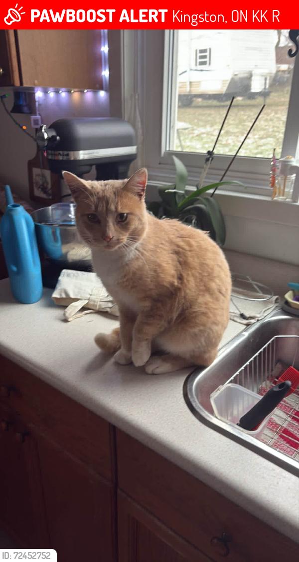 Lost Male Cat last seen Near York Street, running through the backyard , Kingston, ON K7K 1R1