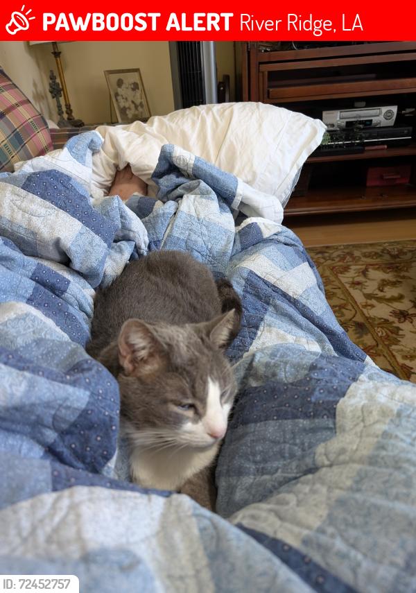 Lost Male Cat last seen Wagner Drive, a few blocks from John Curtis High School , River Ridge, LA 70123