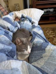 Lost Male Cat last seen Wagner Drive, a few blocks from John Curtis High School , River Ridge, LA 70123