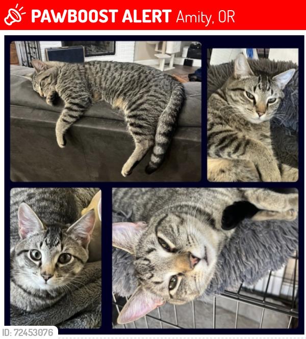 Lost Male Cat last seen Rice Ln/Jellison, Amity, OR 97101