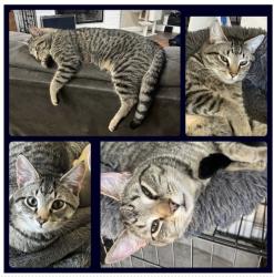 Lost Male Cat last seen Rice Ln/Jellison, Amity, OR 97101