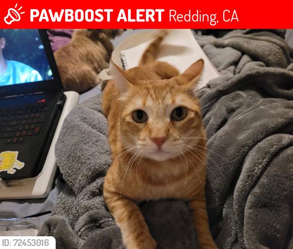 Lost Male Cat last seen Alta Mesa and Shasta View, Redding, CA 96002