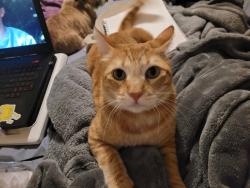 Lost Male Cat last seen Alta Mesa and Shasta View, Redding, CA 96002