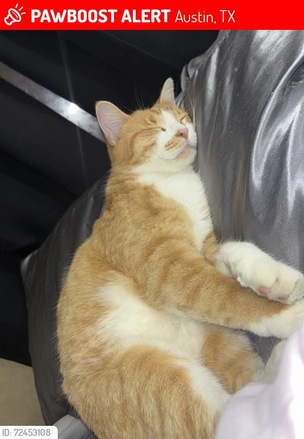 Lost Male Cat last seen Loma Vista Neighborhood near Saddler Ln, Austin, TX 78724