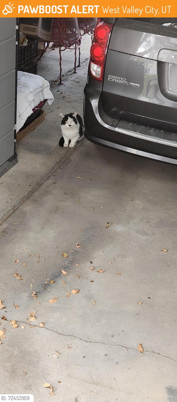 Found/Stray Unknown Cat last seen Near W. 3100 S. West Valley City , West Valley City, UT 84119