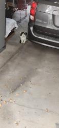 Found/Stray Unknown Cat last seen Near W. 3100 S. West Valley City , West Valley City, UT 84119