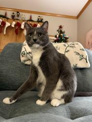 Reunited Male Cat last seen Wyndham & Sparta , Blue Springs, MO 64029