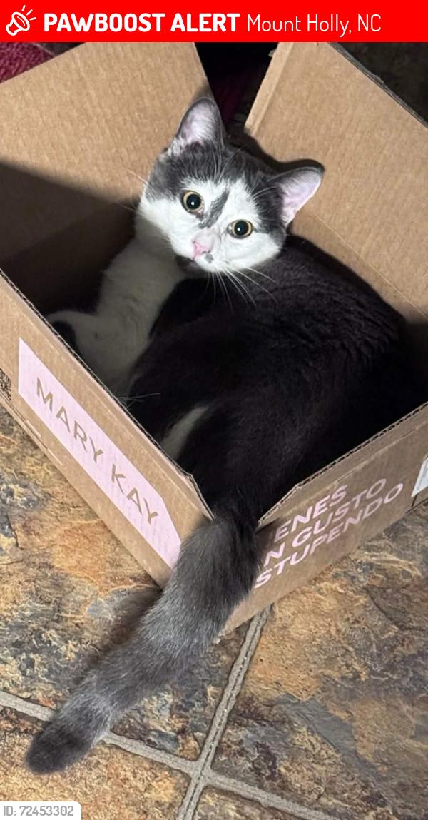 Lost Male Cat last seen Deerfield Dr & Silver Birch Ln, Mount Holly, NC 28120